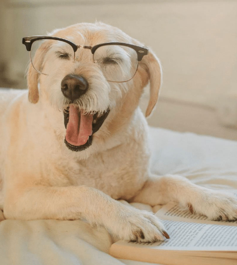 Dog with glasses